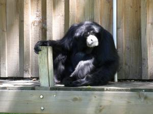 Siamang