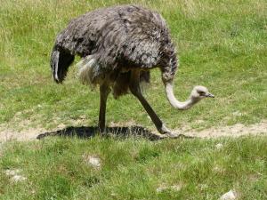 Autruche