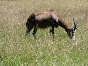 Damalisque à front blanc