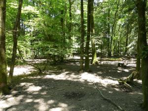 Sanglier des Visayas