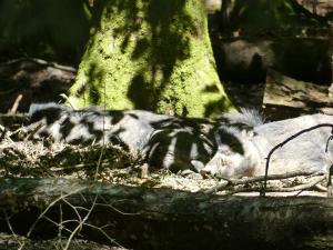 Sanglier des Visayas