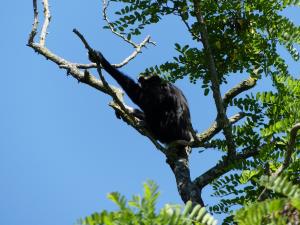Gibbon à bonnet