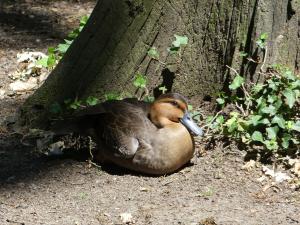 Canard des Philippines