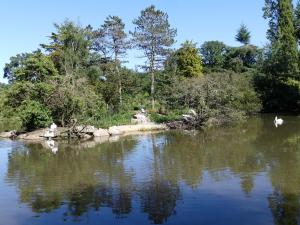 Pélican à dos rosé