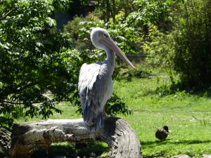 Pélican à dos rosé