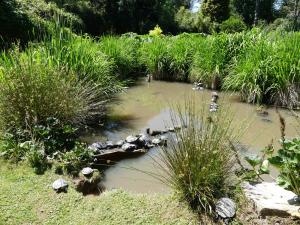 Tortue de Floride - Cistude