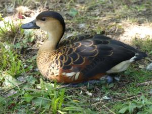 Dendrocygne à lunules
