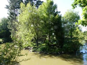 Lémur à front roux