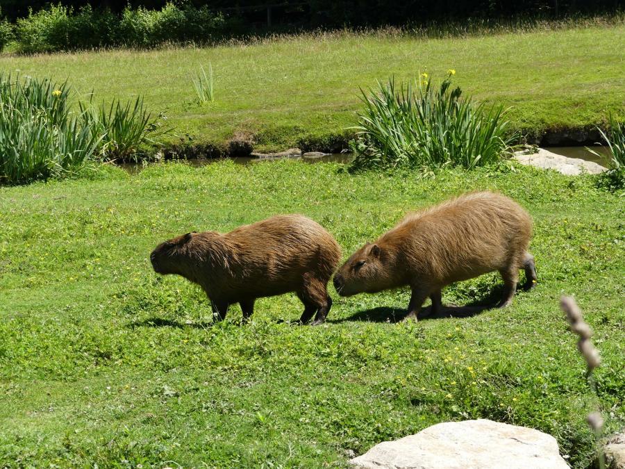 Capybara