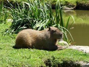 Capybara