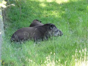 Tapir terrestre