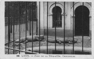 Crocodiles
