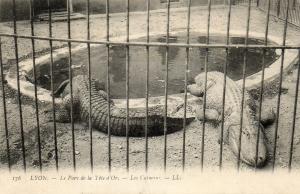 Les Caïmans - 1907