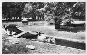 Les Cygnes - 1951