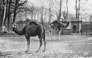 Les Dromadaires - 1956