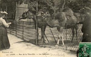 Les Dromadaires - 1912