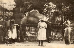 Un Dromadaire