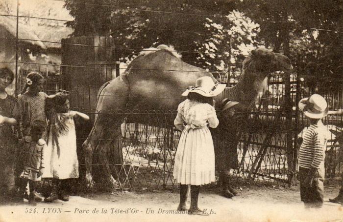 Un Dromadaire