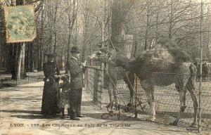 Les Chameaux au Parc de la Tête d'Or