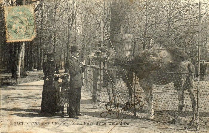 Les Chameaux au Parc de la Tête d'Or