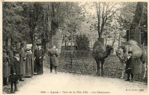 Les Chameaux - 1906