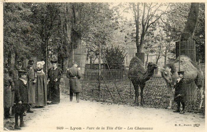 Les Chameaux - 1906