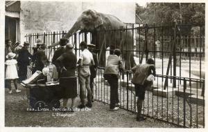 L'Eléphant - 1943