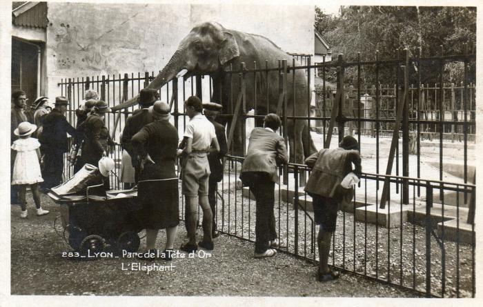 L'Eléphant - 1943