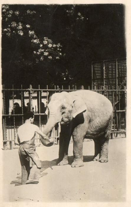 L'éléphant