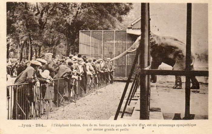 "Loulou" don de M. Herriot au Parc de la Tête d'Or