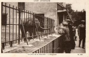 L'Eléphant