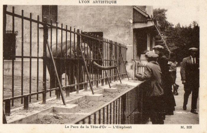 L'Eléphant