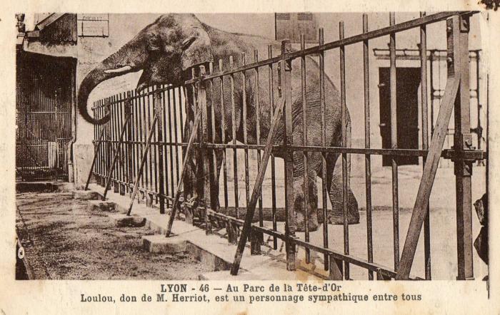 "Loulou" don de M. Herriot au Parc de la Tête d'Or