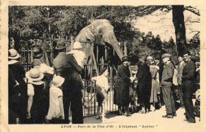 L'Eléphant "Loulou" - 1935