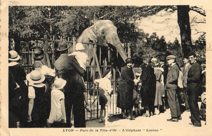 L'Eléphant "Loulou" - 1935