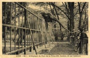 "Loulou" L'éléphant du Parc de la Tête d'Or