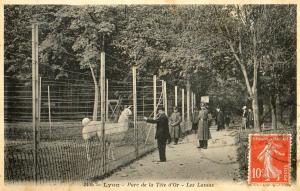 Les Lamas
