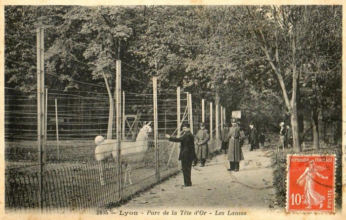 Les Lamas
