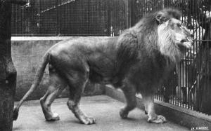 Le Lion