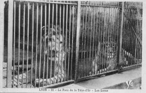 Les Lions - 1939