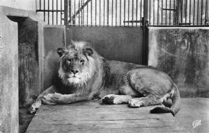 "Brutus" le lion du Parc - 1961