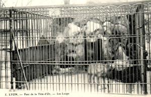 Les Loups