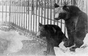 Les Ours