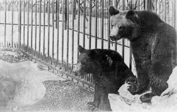 Les Ours