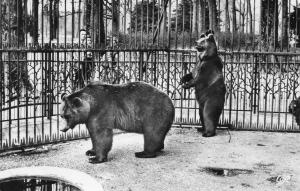 Les Ours