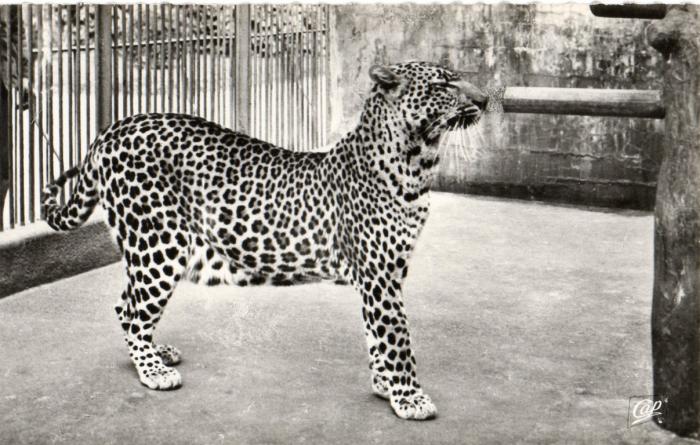 La Panthére - 1956