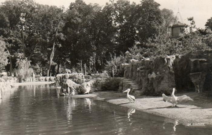 Pélicans Roses