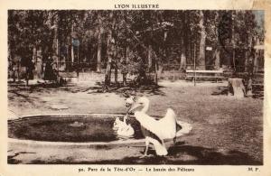 Le bassin des Pélicans