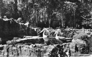 Les Pélicans