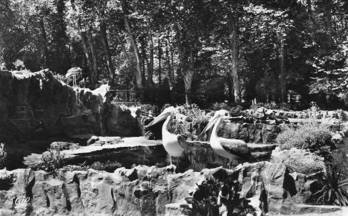 Les Pélicans